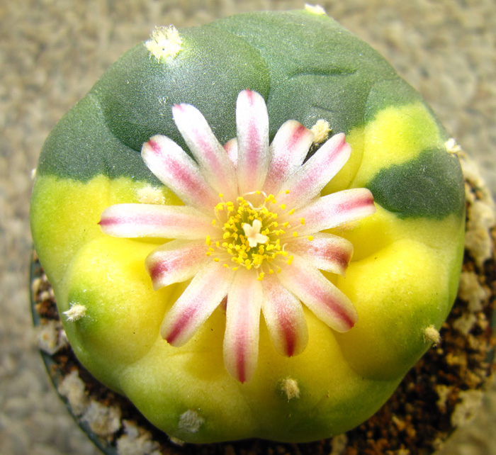 Lophophora Difffusa var. koehresii variegated specimen